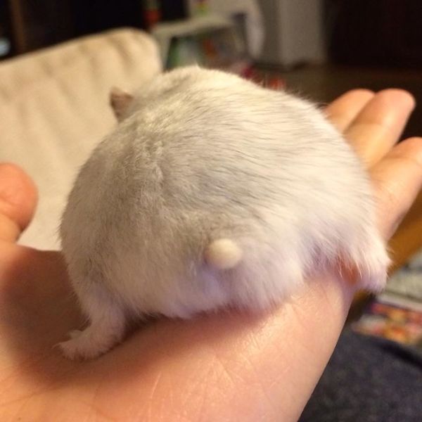 Hamster In The Ass 60