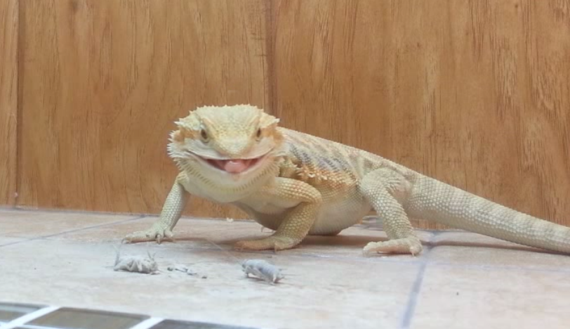 Tjr5lizard.png