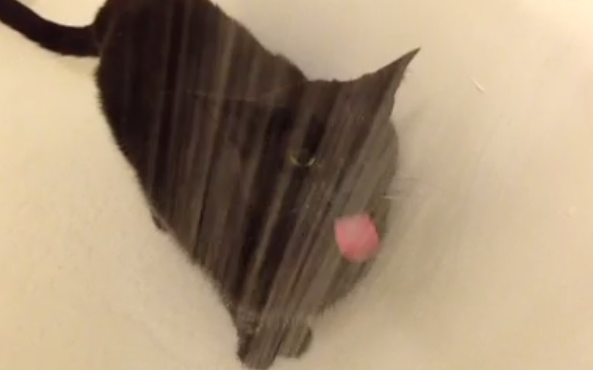 This cat lapping up water in the shower is mesmerizing.