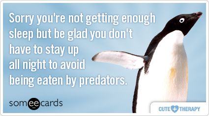 someecards.com - Sorry you're not getting enough sleep but be glad you don't have to stay up all night to avoid being eaten by predators.