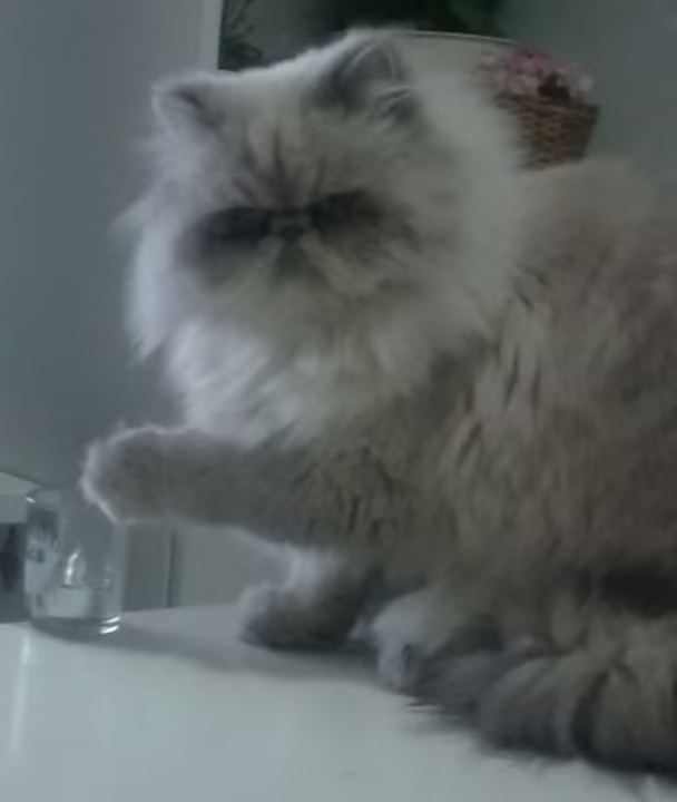 That's the adorably fuzzy face of el diablo.