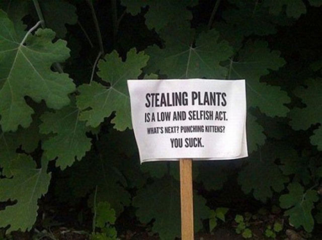 The angriest possible way to protect plants.