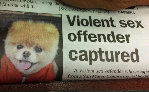 Unfortunate newspaper layout highlights capture of world's most adorable sex offender.