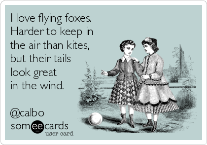 http://cdn.someecards.com/someecards/usercards/i-love-flying-foxes-harder-to-keep-in-the-air-than-kites-but-their-tails-look-great-in-the-wind-calbo-070ef.png
