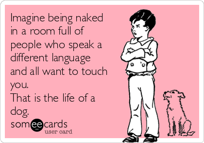 http://cdn.someecards.com/someecards/usercards/imagine-being-naked-in-a-room-full-of-people-who-speak-a-different-language-and-all-want-to-touch-you-that-is-the-life-of-a-dog-51030.png