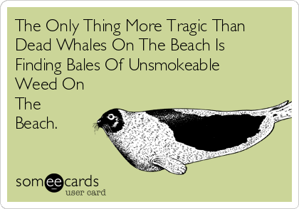 The Only Thing More Tragic Than
Dead Whales On The Beach Is
Finding Bales Of Unsmokeable
Weed On
The
Beach.