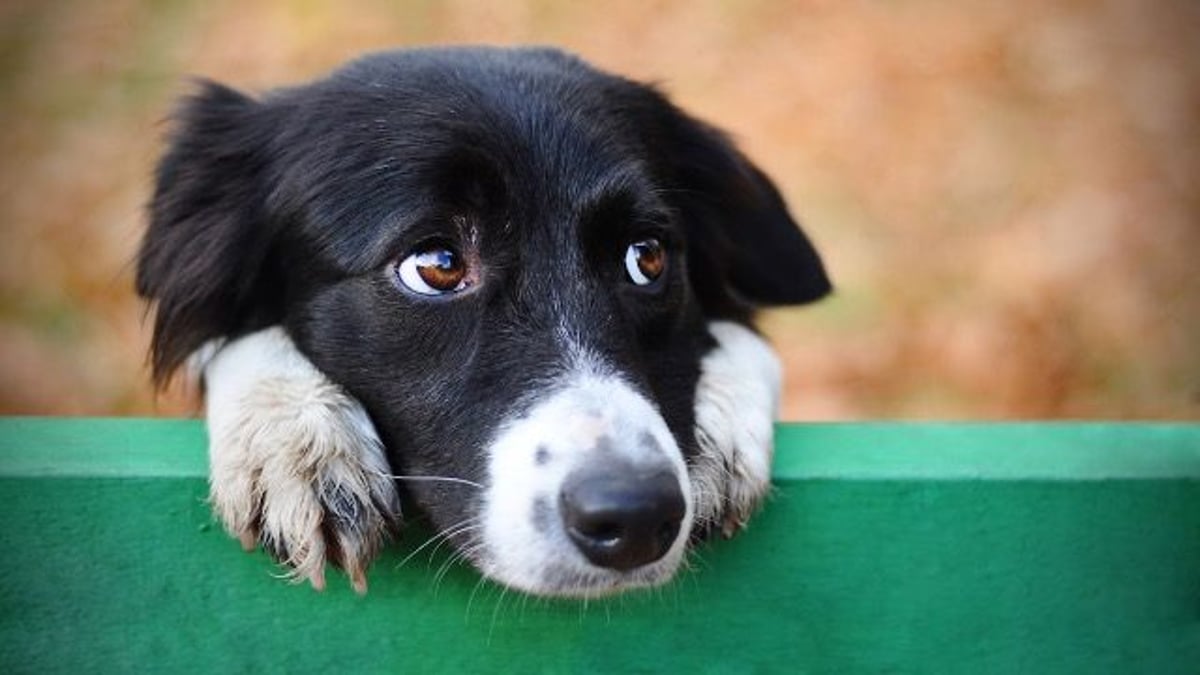 Husband forces surgery on family dog, wife refuses to clean up post-op mess.