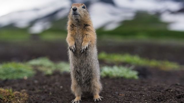 17 of the funniest tweets about celebrating Groundhog Day.