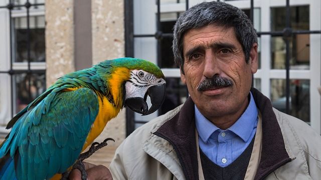 Woman rehomes deceased brother's parrot with uncle, mom tells her 'you made a mistake.'