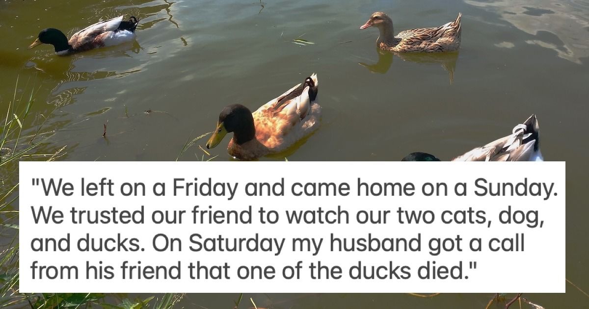 Husband's best friend kills ducks causing rift between woman and