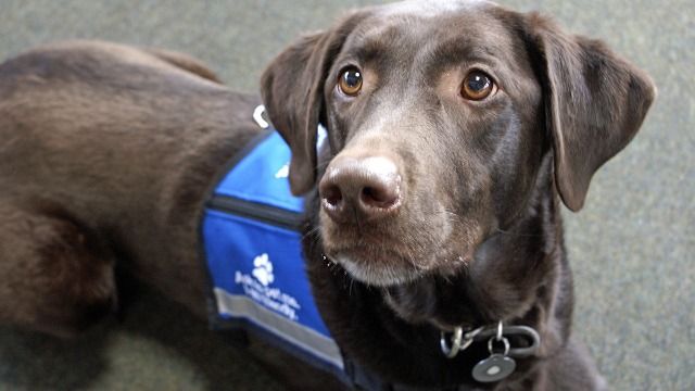 Woman takes in brother's family; brother insists service dog leave during their stay.