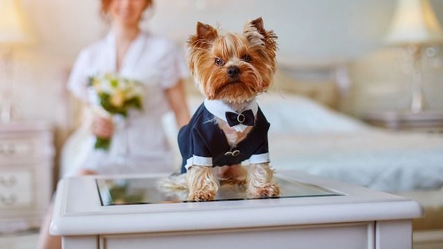 Coworker's plus-one to wedding is her puppy, lets him growl through vows.