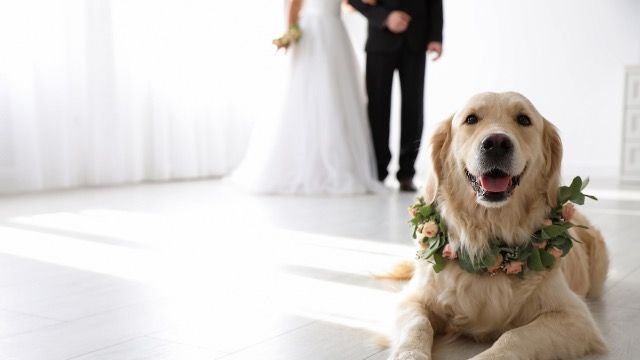 Man gives fiancé ultimatum, 'it's either me or your dogs at our wedding, not both.'