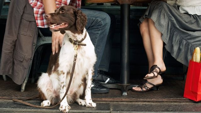 Guy asks diner if her dog wants 'floor bacon.' Woman: 'give it to your own baby.'