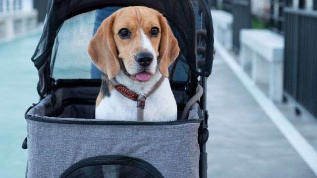 SAHM asks single sister to give deceased dog's stroller to baby, sister is shocked.