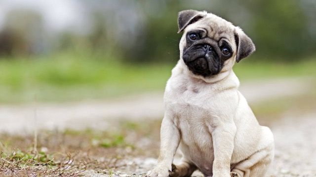 Dying man gifts beloved dog to best friend who declines; 'he's a little sh*t.'