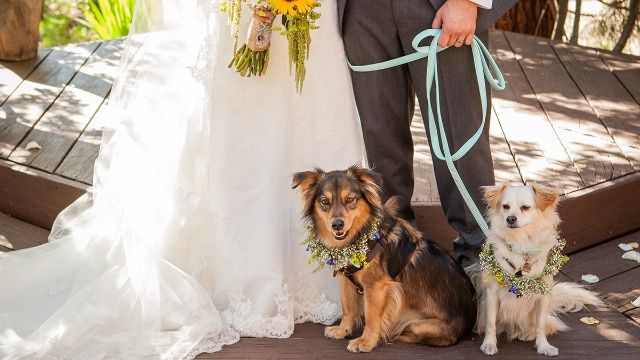 Guy asks if he's wrong for not allowing fiancé to have dog wedding at their wedding.