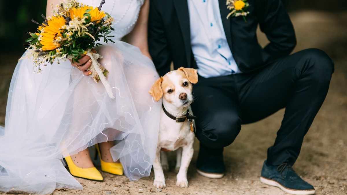 Groom bans sister's service dog from wedding due to bride's allergy