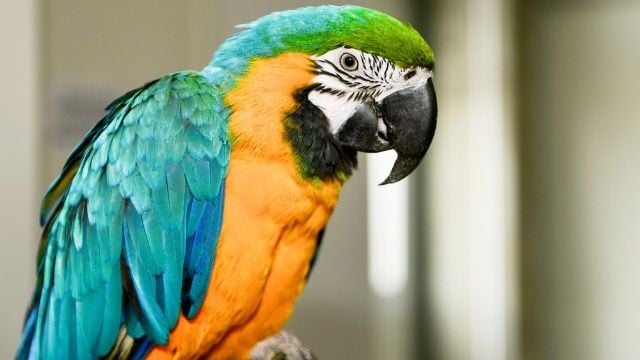 Man asks if he messed up by accidentally teaching roommate's parrot viral Reddit song.