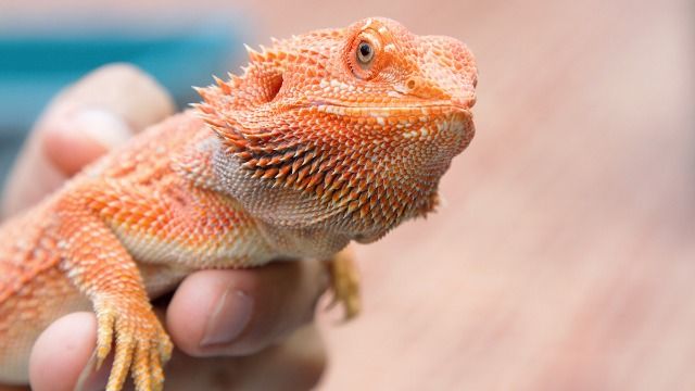 Dad gives away daughter's pet lizards while she's at school. AITA?