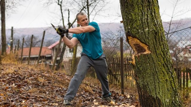 New Jersey man faces up to $1.9M in penalties for cutting down 32 of neighbor's trees.