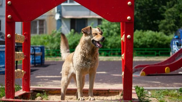 Parent gets in yelling match with dog owner letting unleashed dog on kids' playground.