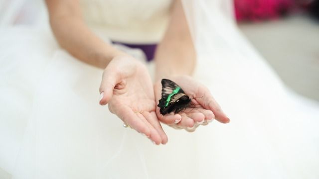 Photographer shares story of 'cruel' butterfly-themed wedding disaster.
