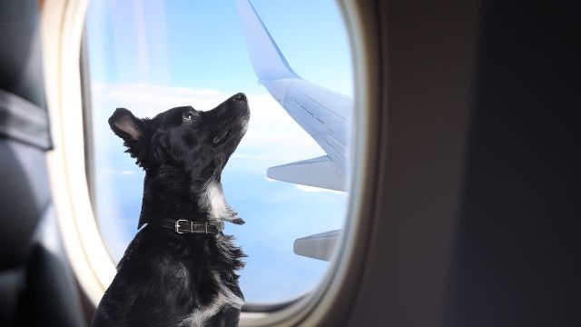 Plane passenger with dog refuses to move for person's allergy; 'I need a window seat.'