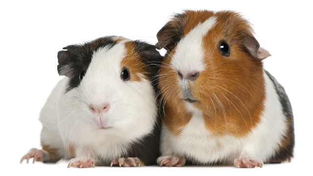 Teen agrees to watch sister's guinea pigs, 'permanently' loses her trust. AITA?