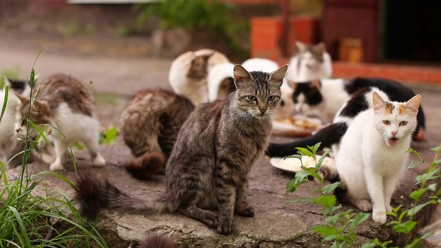 Man tells GF if she brings home 'one more cat' he's taking them all to a shelter.