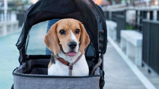 Woman asks to pet stranger's dog, yelled at for ignoring their baby. AITA?
