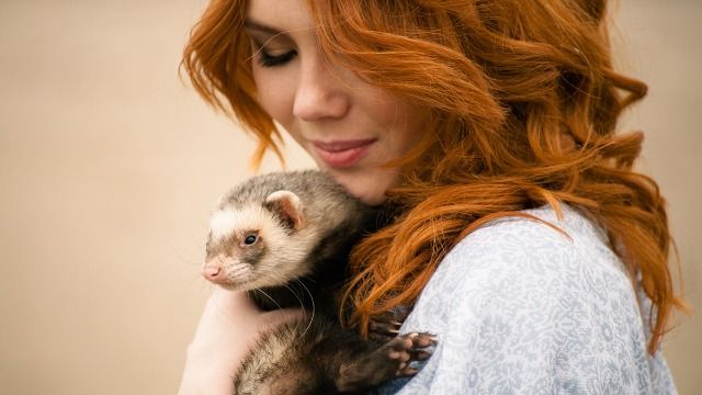 Woman buys four ferrets to teach roommate lesson about cleanliness.