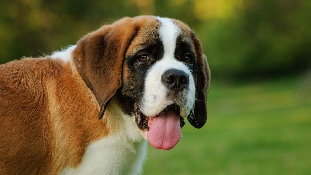 Woman battles with SIL who says Saint Bernard is a 'danger' to her child.