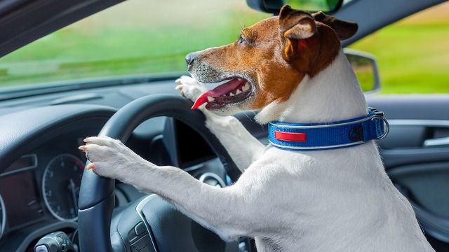 Woman tells fiancé to stop driving with dog in lap; he says she's 'overthinking this.'