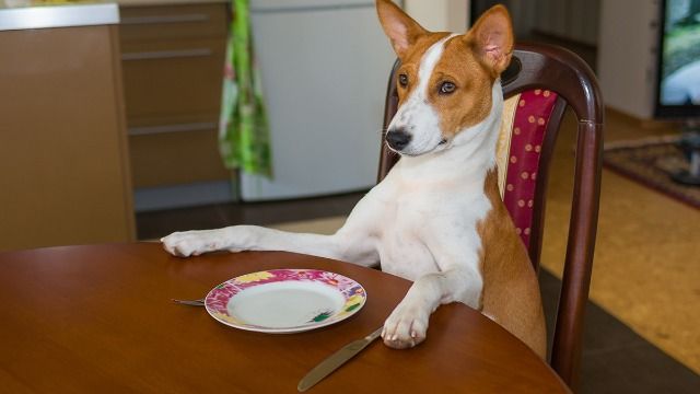 Woman asks if she was wrong to feed her dog 'table scraps' from dinner her BF made.