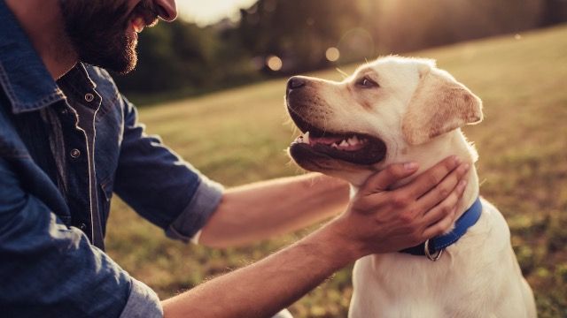 Dad gives wife and kids 'mean' ultimatum, 'take care of your dog or rehome it.'