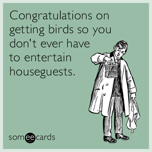 Congratulations on getting birds so you don't ever have to entertain houseguests.