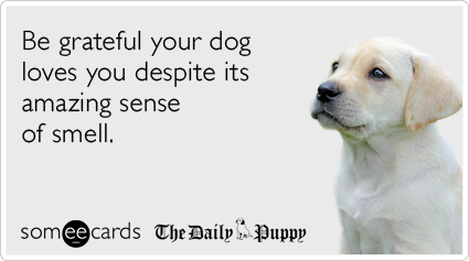 Be grateful your dog loves you despite its amazing sense of smell.