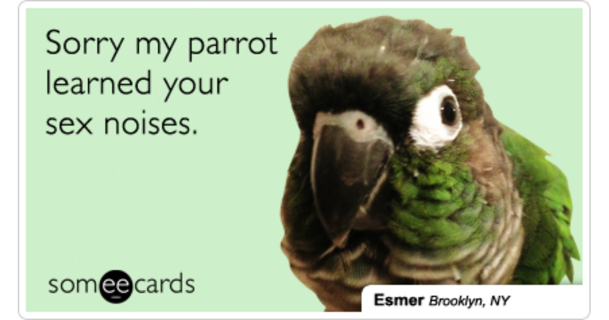 Parrot Sex Noise Dating Flirt Pet Pets Funny Ecard Pets Ecard.