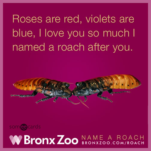 Roses are red, violets are blue, I love you so much I named a roach after you.