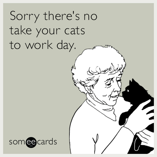 Sorry there's no take your cats to work day.