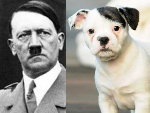 Dogs Who Resemble Politicians