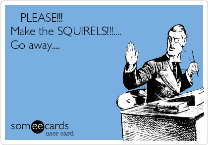    PLEASE!!!
Make the SQUIRELS!!!....
Go away....