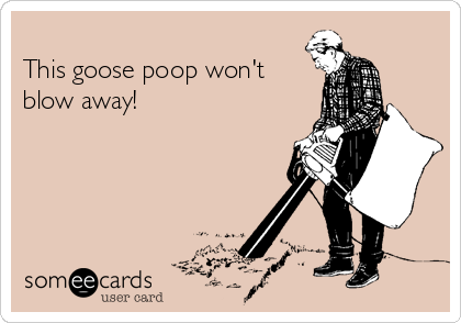
This goose poop won't
blow away!