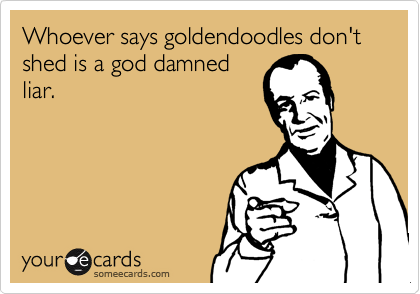 Whoever says goldendoodles don't shed is a god damned
liar.
