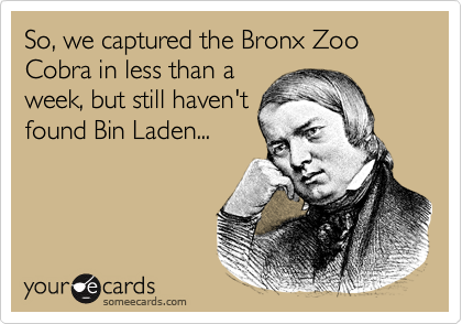 So, we captured the Bronx Zoo Cobra in less than a
week, but still haven't
found Bin Laden...