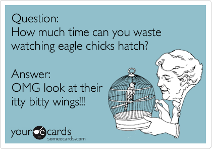 Question:
How much time can you waste watching eagle chicks hatch?

Answer:
OMG look at their
itty bitty wings!!!