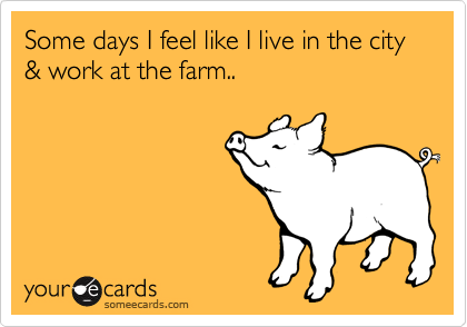 Some days I feel like I live in the city & work at the farm..