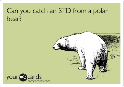 Can you catch an STD from a polar bear?