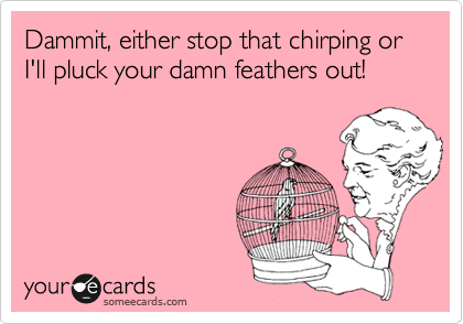 Dammit, either stop that chirping or I'll pluck your damn feathers out!